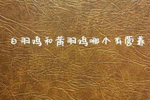 白羽鸡和黄羽鸡哪个有营养_https://m.ycdhulan.com_财经要闻_第1张