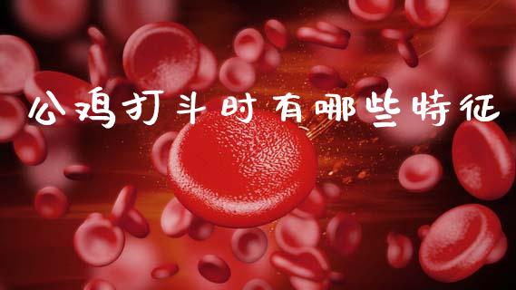 公鸡打斗时有哪些特征_https://m.ycdhulan.com_理财产品_第1张